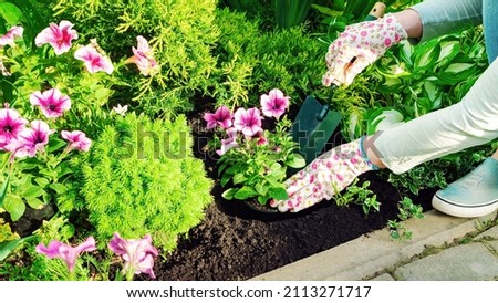 The gardener planting flowers with hand trowel in black soil in a flower bed. Planting seedlings of annual flowers. A pink petunia is planted in a hole in a flower bed with a spatula. Stockfoto © 
