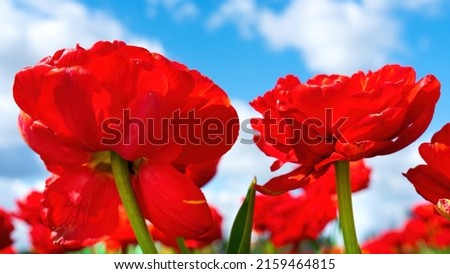 Similar – Image, Stock Photo Tulip Petal Macro tulip