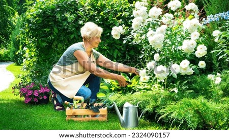 Similar – Image, Stock Photo woman and beautiful border collie dog sitting in a path of trees outdoors.