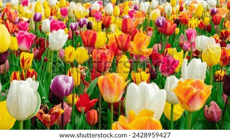 Similar – Image, Stock Photo Red Tulip Tulip blossom