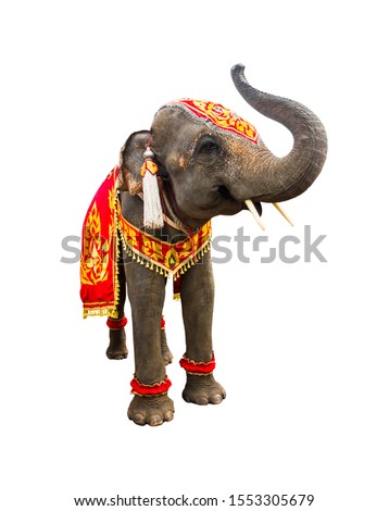 Similar – Image, Stock Photo Elephant eye with painted flowers