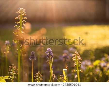 Image, Stock Photo Dreamy grape hyacinth