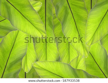 background from green leaf on white background