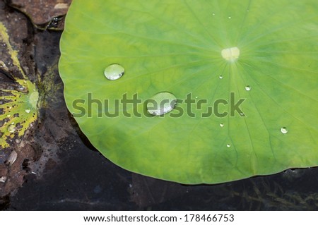 Water drop on lotus leaf in pond