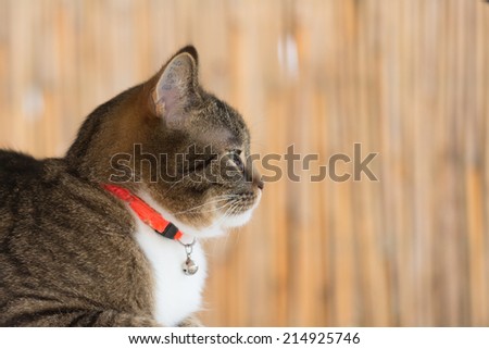 cat collar portrait of a tiger cat wearing a orange securitiy collar