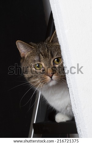 showing behind cat sitting an looking behind a styrofoam plate