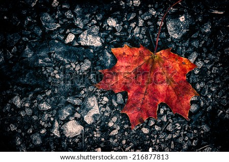 dark fall dark stone ground background with autumn leaf lying on the street