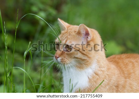 funny grass eating red tiger cat outdoor in front of green eating some grass. The grass hanging out of his mouth.