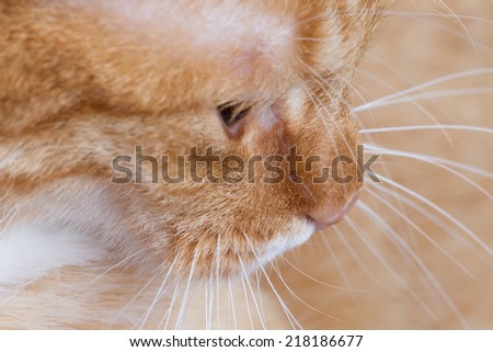 whiskers portrait of a red tiger cats, showing profile head, snout with mustaches and hair
