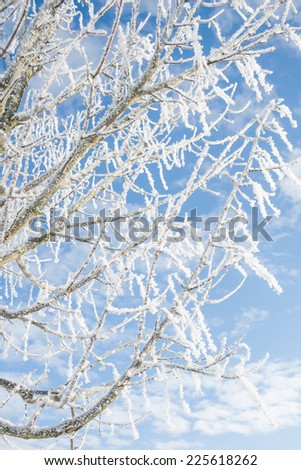 winter wonder land - icy tree branches