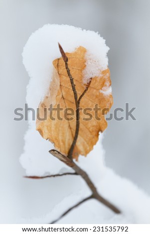 winter wonder land - single snow covered leaf