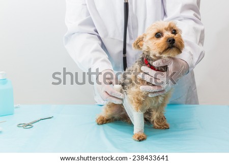 poor little dog at the vet