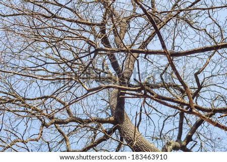 withered tree branch