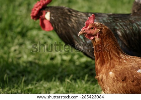 Rooster on a farm with chickens.