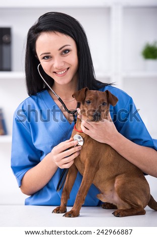 Veterinary clinic. Cute dog during examination by a veterinarian.