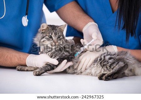 Cat getting a vaccine at the veterinary clinic.