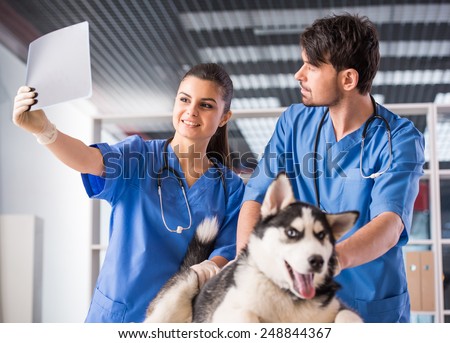 Vet doctors with dog are scrutinizing dog\'s X-ray in veterinary clinic.