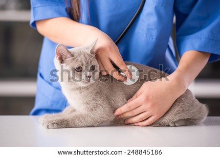Veterinarian doctor is making a check up of a cute beautiful cat.