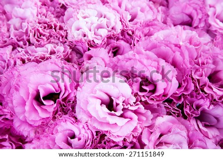 pink flowers/ pink flowers/ pink flowers