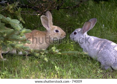 Two of the many Rabbits running wild at the Spruce Valley Campground, on Mount Desert Island, Maine