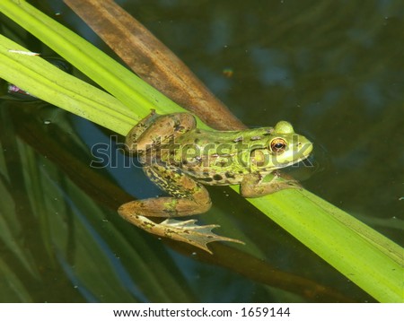 Frog with mosquitoes on a reed in a frog pond.