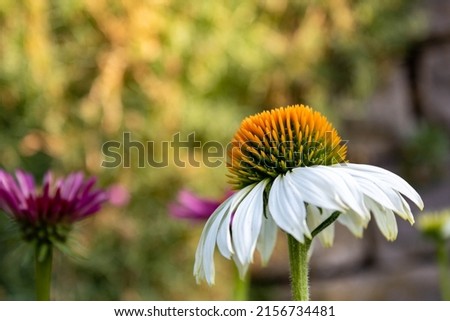 Similar – Image, Stock Photo White inflorescences of Echinacea purpurea