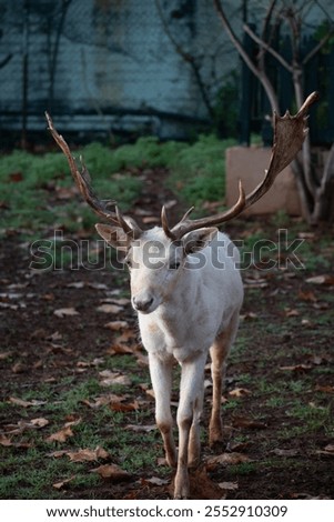 Similar – Image, Stock Photo Albino Deer Forest Nature