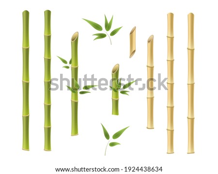 Bamboo green and brown decoration elements in realistic style. Realistic 3d Detailed Bamboo Shoots Set Eco Decorative Element