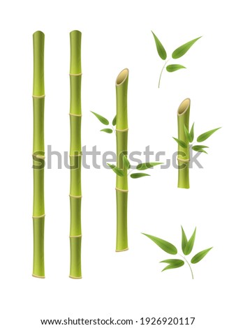 Green bamboo branches and leaves. Realistic 3d Detailed Bamboo Shoots Set