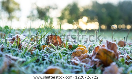Similar – Image, Stock Photo frosty walk Feet Plant