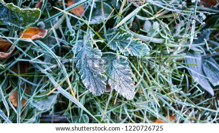 Similar – Image, Stock Photo frosty walk Feet Plant