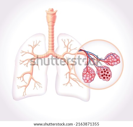 Diagram showing the healthy trachea and air sacs of the human lungs. use in medicine and education