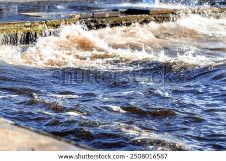 Similar – Image, Stock Photo Dead fish on the beach