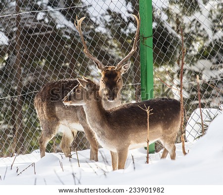 Carpathian Mountains, Ukraine - JANUARY 27: Deer in a small private zooprake in mountains Carpathians. 27.01.2014. Carpathian Mountains, Ukraine