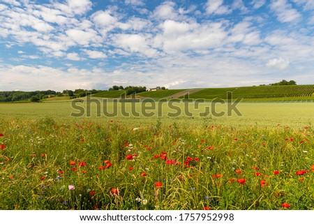 South Limburg hillside with the wine yards under a dramatic sky and in the foreground blooming wild flowers and poppy flowers
 Imagine de stoc © 
