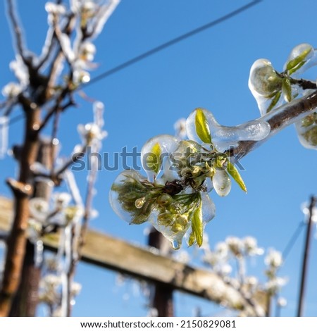 Similar – Image, Stock Photo frost blossoms Nature