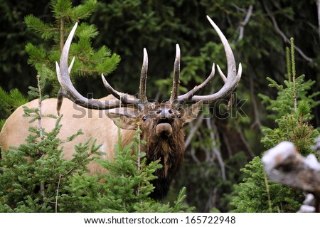Big Bull Elk Charging