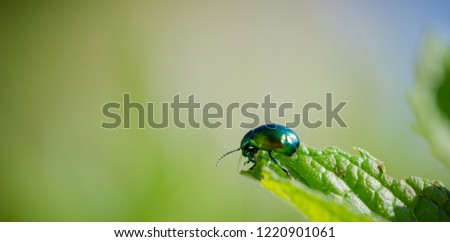 Similar – Image, Stock Photo On the Abyss Beetle