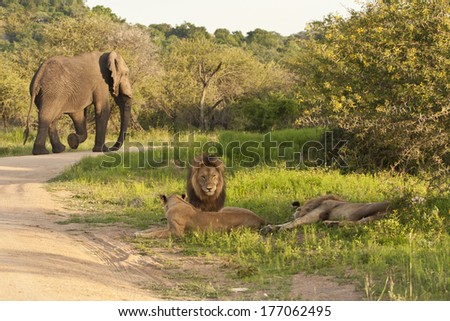 An Elephant walks behind the pride of Lions it had just disturbed in Kruger National Park, South Africa.