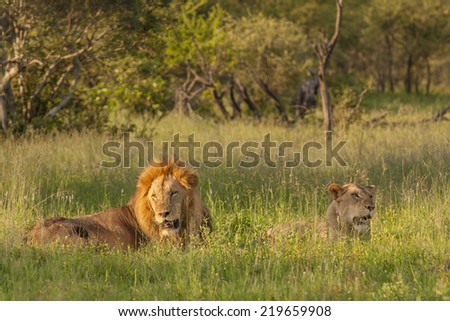 A lion and Lioness resting in the late afternoon sun. Kruger National Park, South Africa