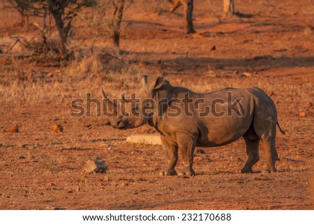 A lone Rhino in a patch of orange dirt at sunset in The Kruger National Park, South Africa.