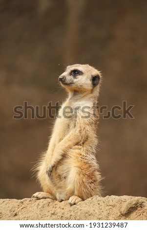 Similar – Image, Stock Photo Sentry