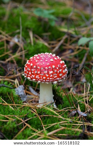 Fly agaric (Amanita muscaria) in forest. Close up view.