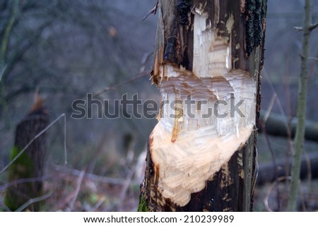 Tree and beavers in autumn forest. Close-up view.