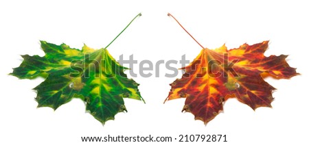 Green and red yellowed maple-leaf isolated on white background. Selective focus.