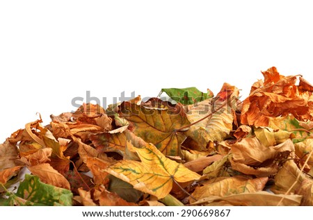 Autumn dry maple leafs isolated on white background with copy space