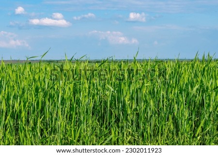 Similar – Image, Stock Photo Filed with wheat against blue sky