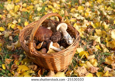 Basket full mushrooms, color leaves round of basket