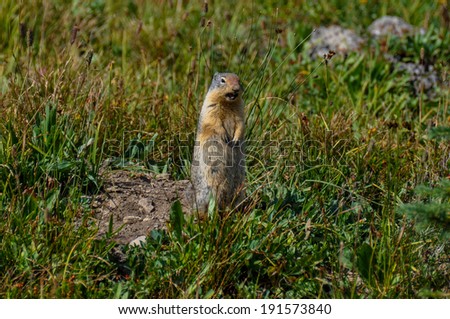 Frustrated prairie dog in Hidden Lake Trail, Glacier National Pa