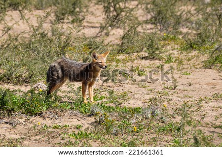 Desert fox in Valle de la Luna, Argentina.